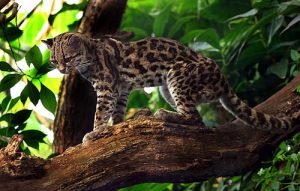 500px-Margaykat_Leopardus_wiedii